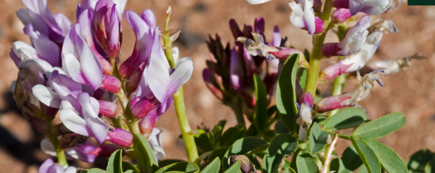 Ancient Healing Power of Astragalus Root: Boost your Immune System the Natural Way