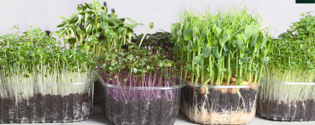 The Green Revolution: Discover the Super Easy Growth of Microgreens